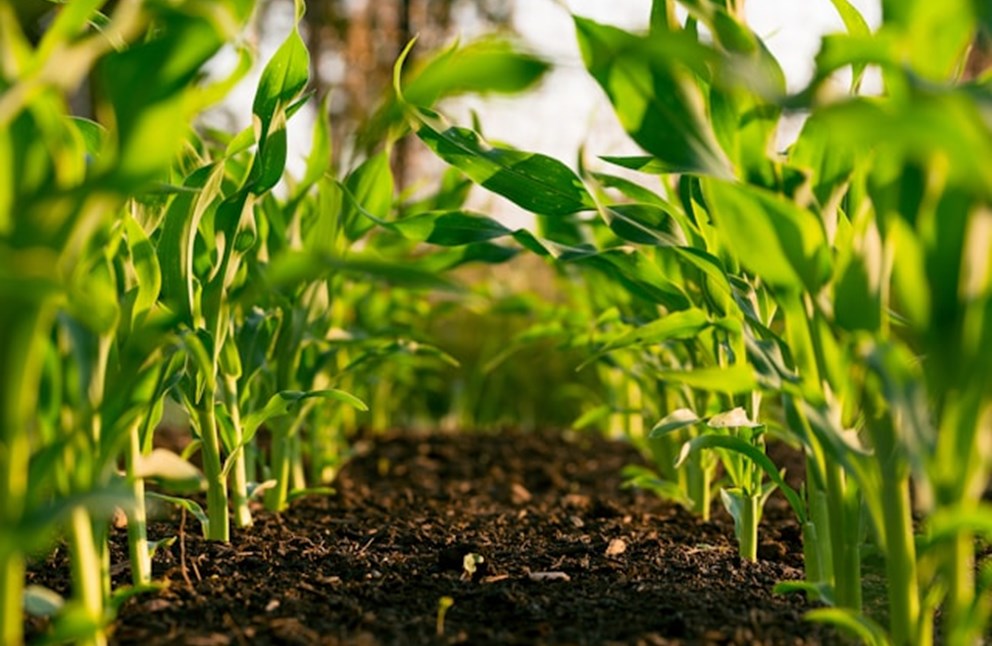 Automated Smart Irrigation