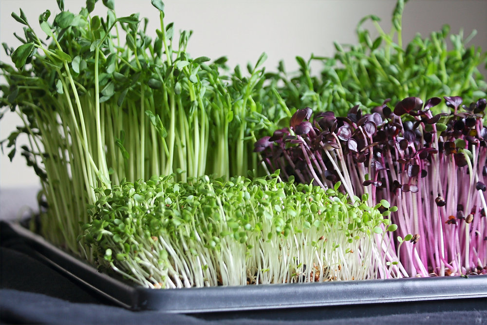 Smart Vertical Microgreens System